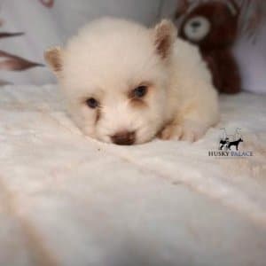 Siberian Huskies for Sale