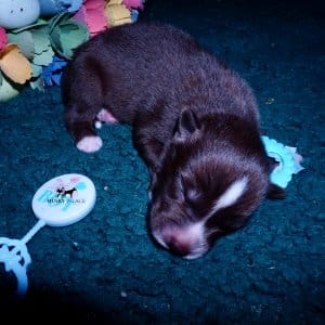 Siberian Husky Puppies For Sale