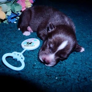 Siberian Husky Puppies For Sale