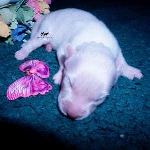 Siberian Husky Puppies For Sale