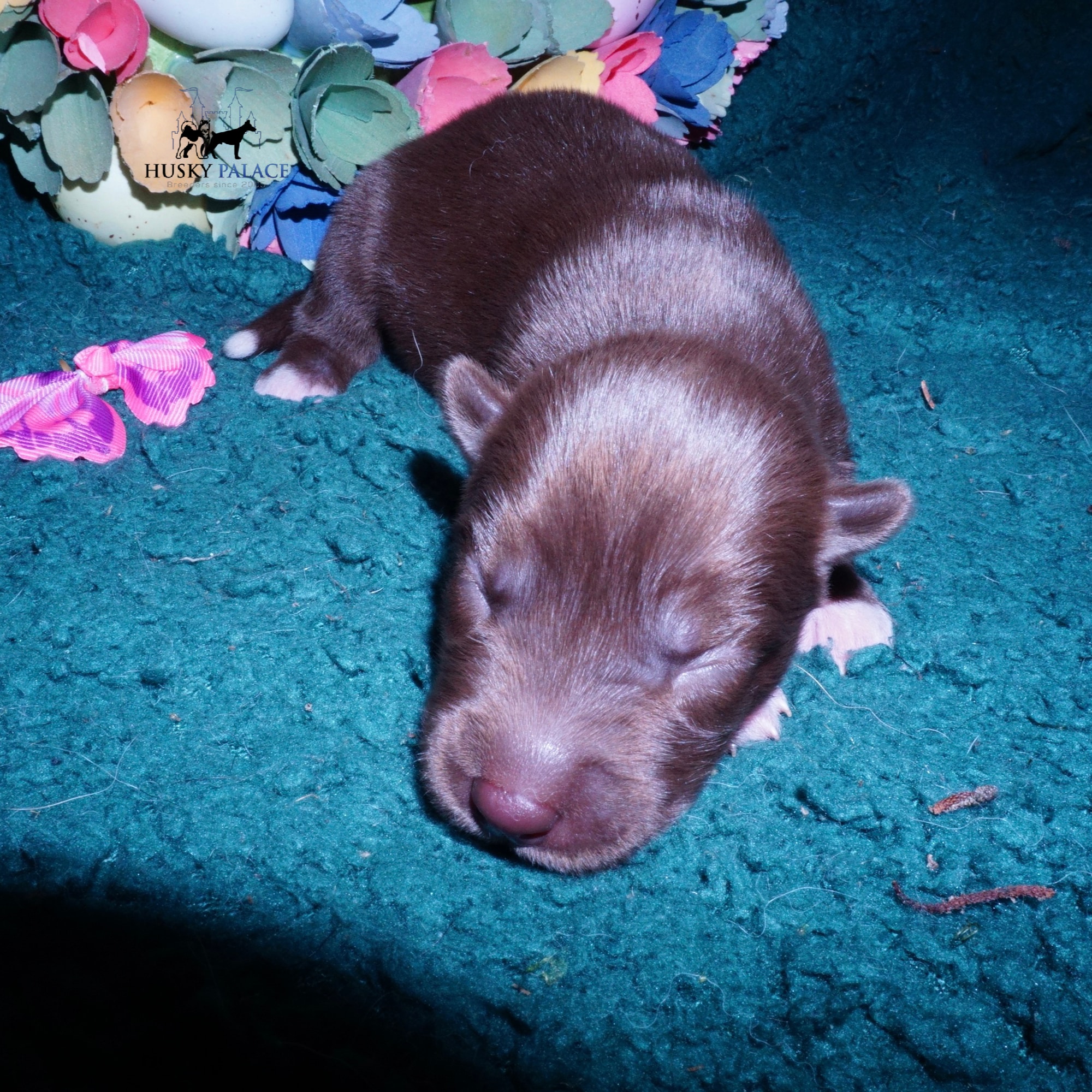 Siberian Husky Puppies For Sale