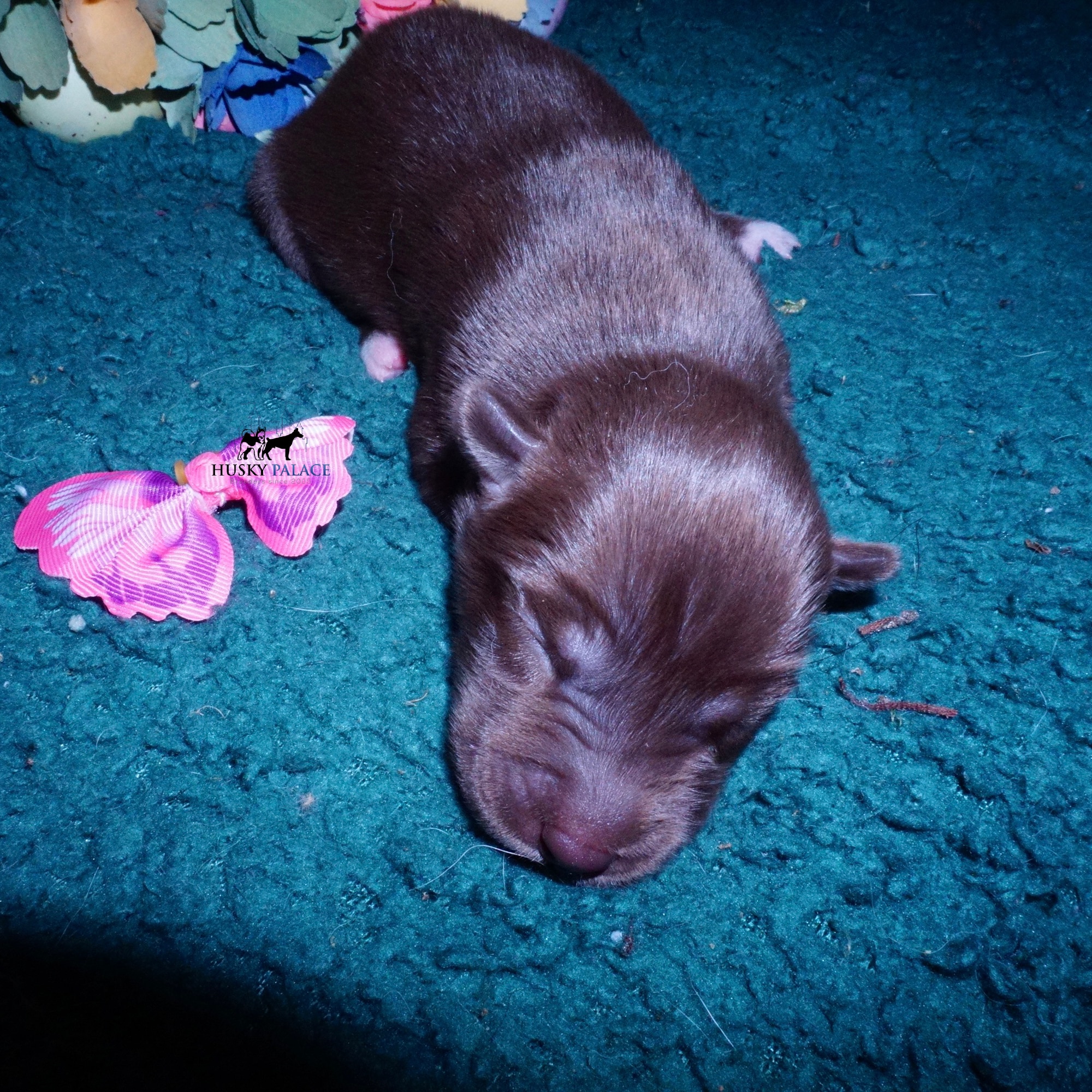 Siberian Husky Puppies For Sale