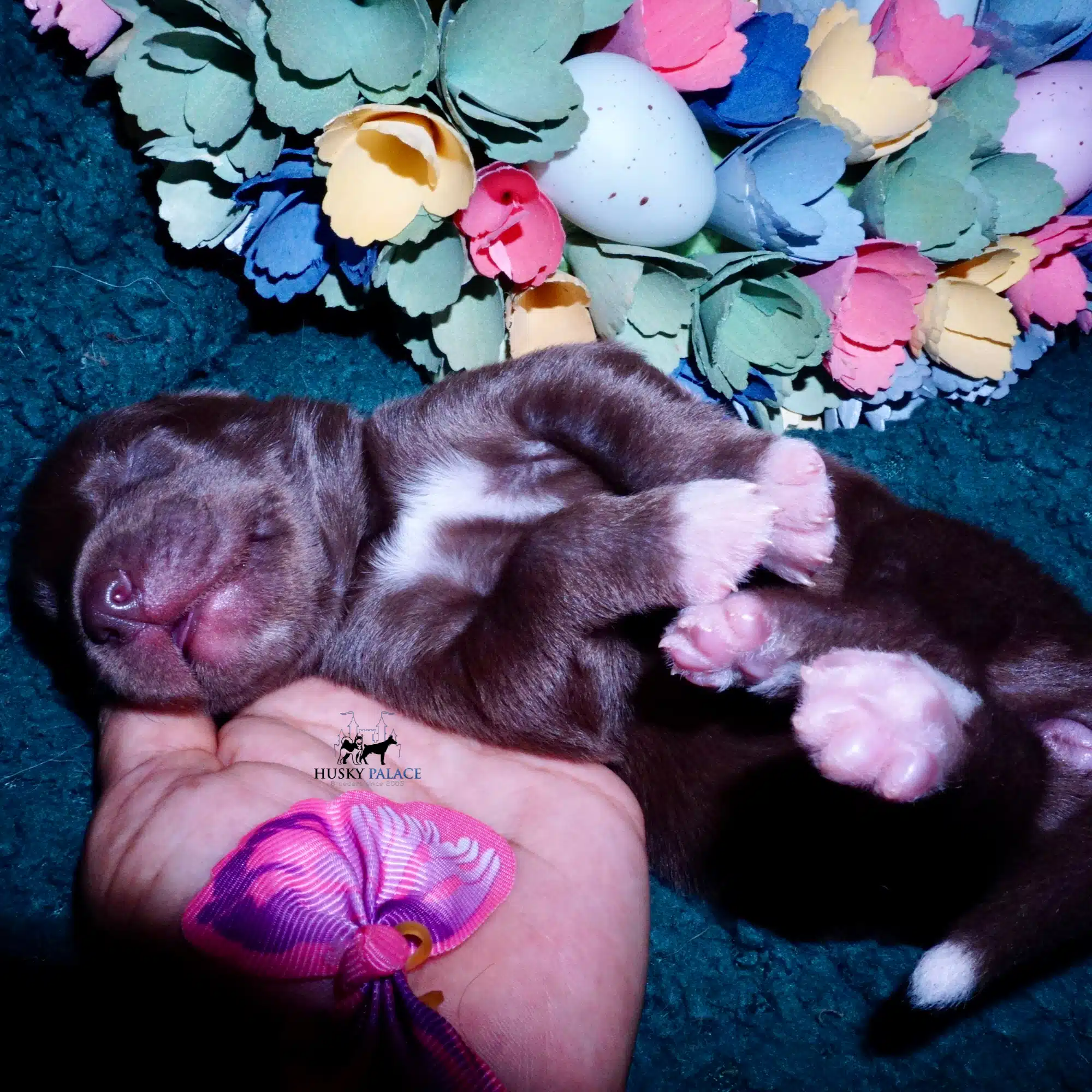 Siberian Husky Puppies For Sale
