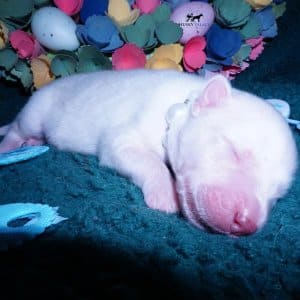 Siberian Husky Puppies For Sale