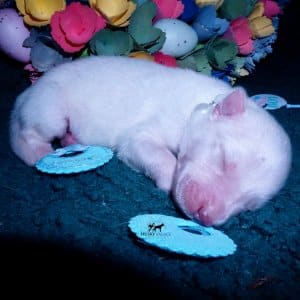 Siberian Husky Puppies For Sale