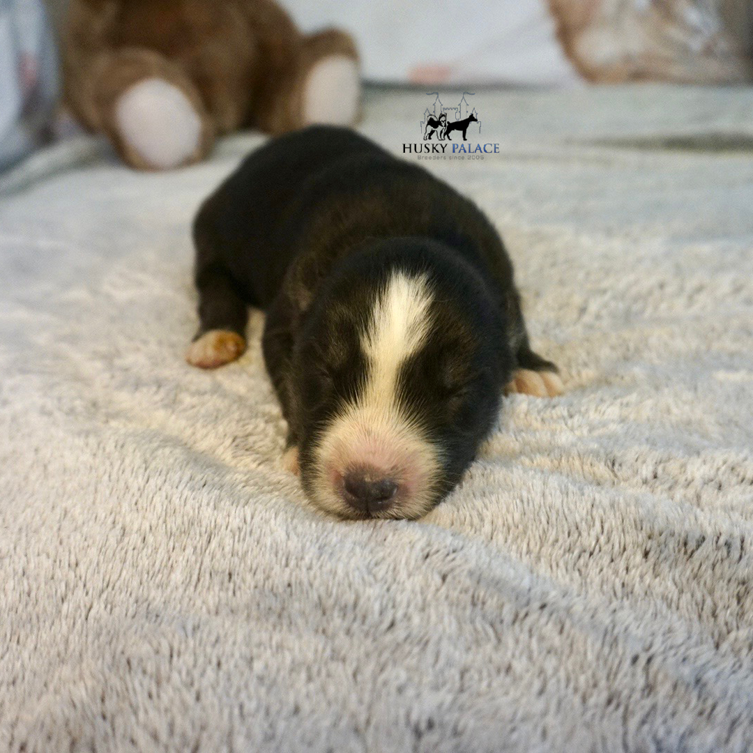 Siberian Husky Puppies In NC