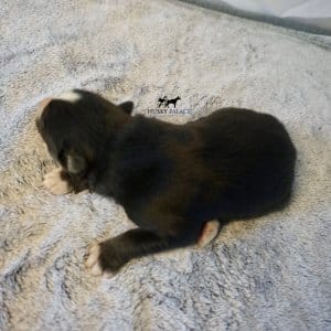 Siberian Husky Puppies In NC