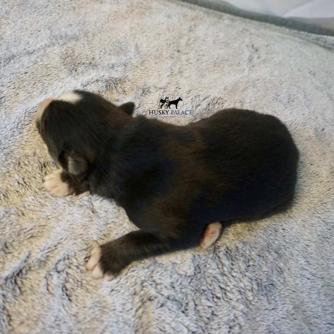 Siberian Husky Puppies In NC