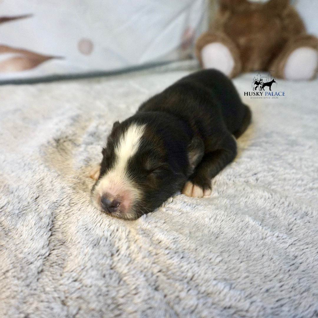 Siberian Husky Puppies In NC