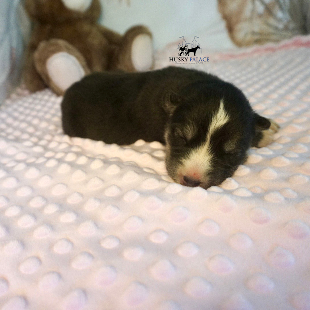 Siberian Husky Puppies In NC