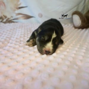 Siberian Husky Puppies In NC