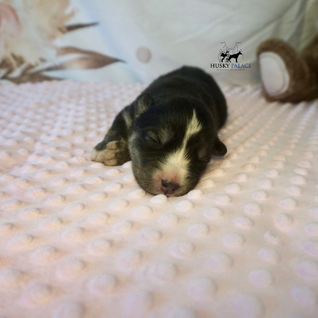 Siberian Husky Puppies In NC