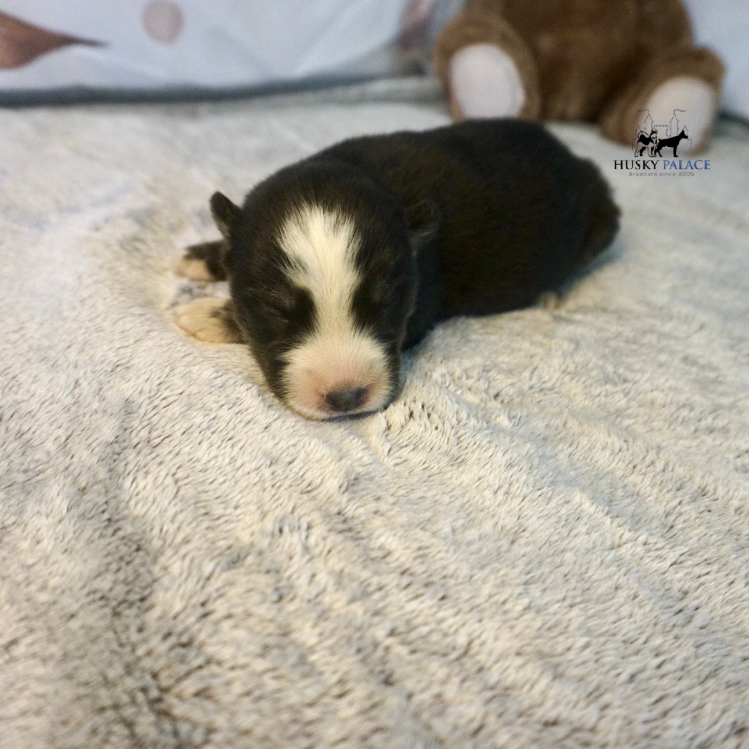 Siberian Husky Puppies In NC