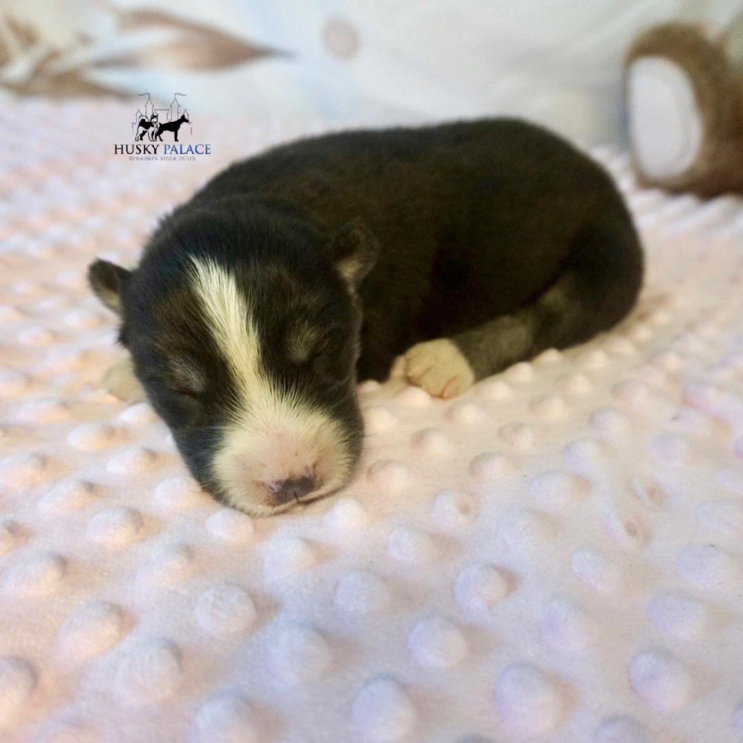 Siberian Husky Puppies In NC