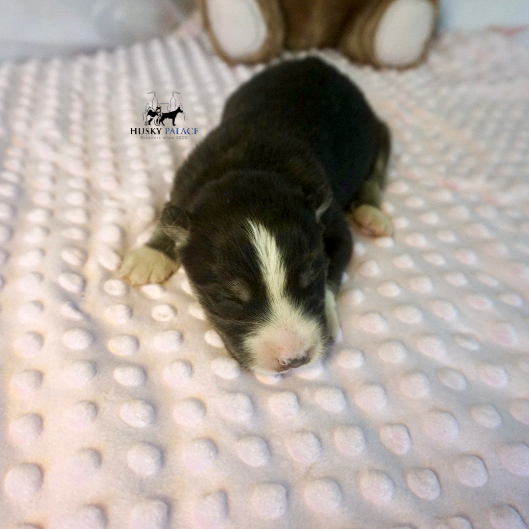 Siberian Husky Puppies In NC