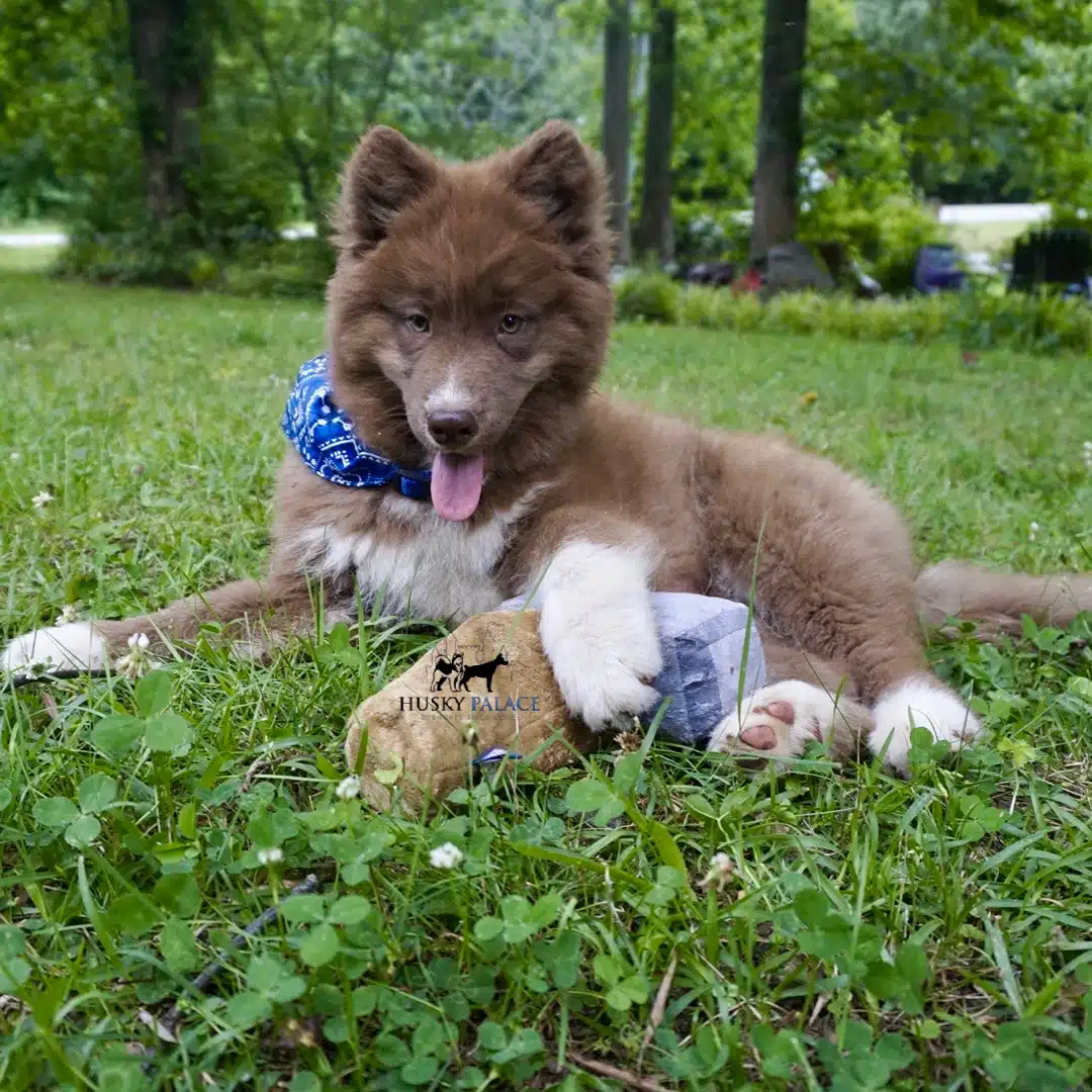 Solid Brown Husky