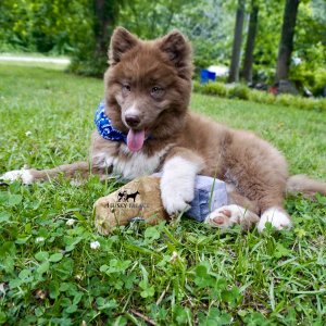 Solid Brown Husky