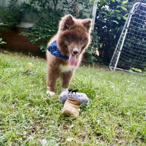 Solid Brown Husky