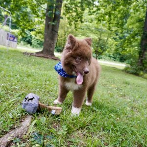 Solid Brown Husky