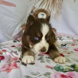 Blue Eyes Huskies