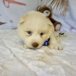 AKC Husky