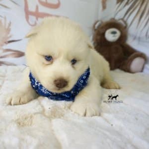 AKC Husky