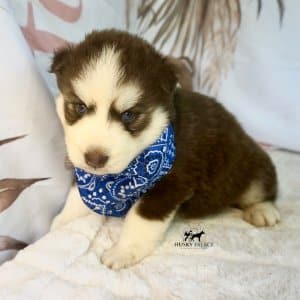 Blue Eye Husky