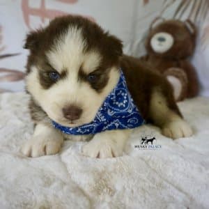 Blue Eye Husky