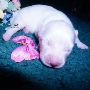 Siberian Husky Puppies For Sale