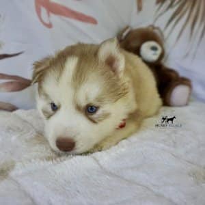 Red Husky Pup
