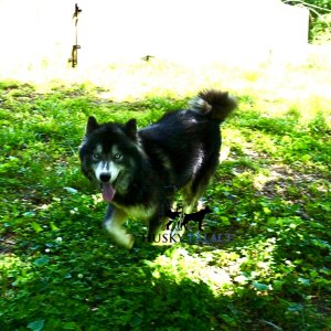 siberian husky breeder
