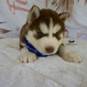 Cooper Siberian Huskies
