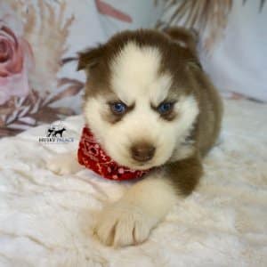 Red Husky Puppy
