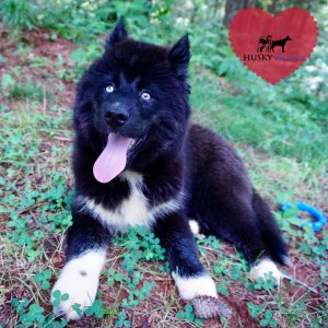 AKC Breeders