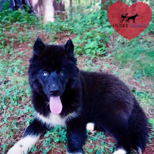 AKC Breeders