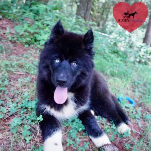 AKC Breeders