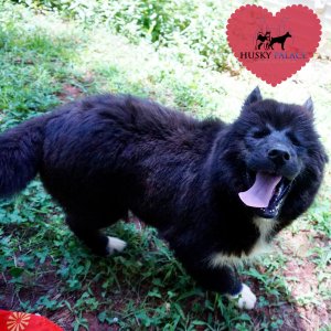 AKC Breeders