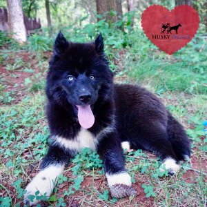 AKC Breeders
