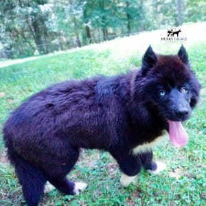 AKC Breeders