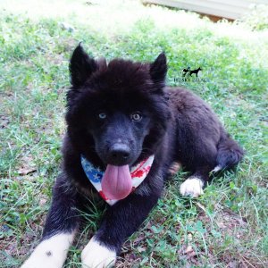 AKC Breeders