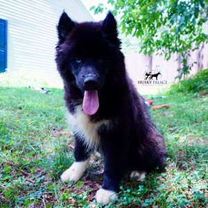 AKC Breeders