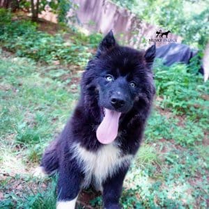 AKC Breeders