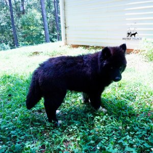 AKC Breeders