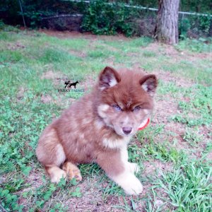 AKC Husky Puppies