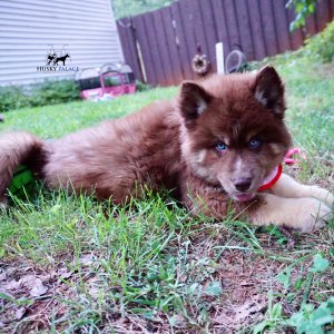 AKC Husky Puppies