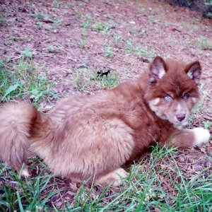 AKC Husky Puppies