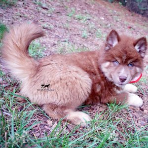 AKC Husky Puppies