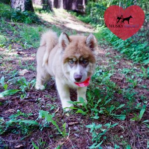 AKC Siberian Husky