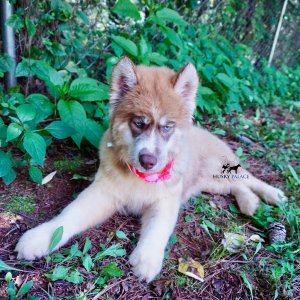 AKC Siberian Husky