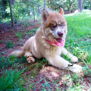 AKC Siberian Husky